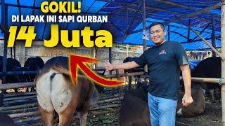 Harga Sapi Terbaru, Sapi Qurban Murah Di Jakarta Timur | Blisapi Basura