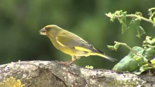 GRÖNFINK  European Greenfinch  (Chloris chloris)  Klipp - 1457