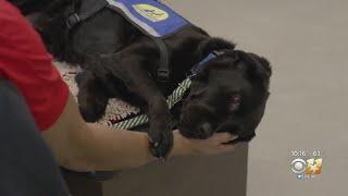 Service Dogs Making Huge Difference In Lives Of Veterans With PTSD