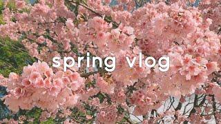 Spring in Japan vlog, I bought plants!