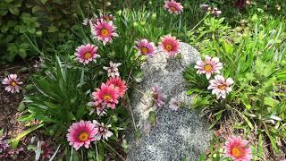 Pink Daisies surrounding Grey Stone