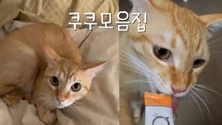 고양이 쿠쿠 모음집