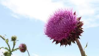 Musk Thistle (Carduus nutans)