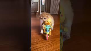 Kittens Reacting to New Toys – Too Cute!