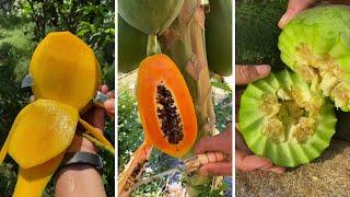 Farm Fresh Ninja Fruit Cutting | Oddly Satisfying Fruit Ninja #07