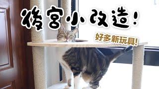 【黃阿瑪的後宮生活】後宮貓房小改造！老貓＆膽小貓友善空間！