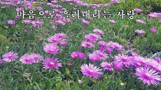 마음으로 흘러내리는 사랑 / 무영 배영순