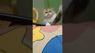 Happiness is playing with Riya️ #cat #play #funny #playtime #shorts #viral #trending #subscribe