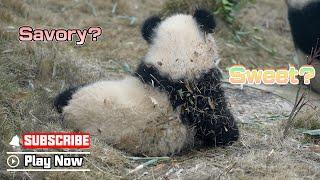 Panda Baby Cosplaying An Onigiri Wrapped In Seaweed Crumbs | iPanda