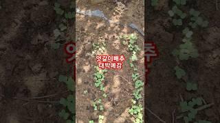 엇갈이배추싹너무많이나왔습니다#엇갈이배추#얼갈이배추 #farming #gardening #월광수변농원 #garden #농사 #vegetables #텃밭농사 #배추모종정식