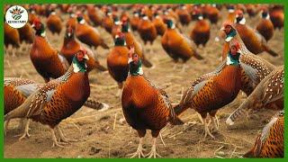 How Farmers Raise Millions of Pheasants USA Pheasant Farm  Farming Documentary