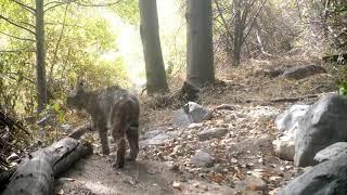 Bobcat vs. Rattlesnake!