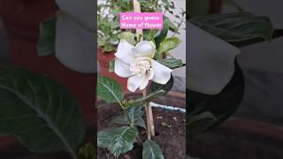 गंधराज का फूल # Gardenia #Jasmine  #flowers #gardening #shorts #shortsfeed