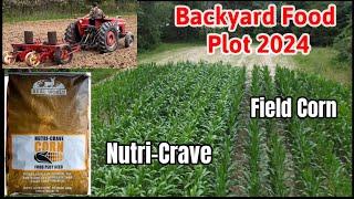 Corn-Soybean-Brassica Backyard Food Plot