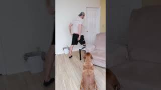Dog Toy Cleanup Gone Wrong