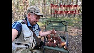 Боровики по дороге домой. В лесу красота и грибов отличных нашёл. Пос. Климово. #красота #природа