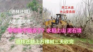 退林还耕，水稻上山，水土流失，泥石流｜专家一句话，农民忍痛砍掉上万棵树，一颗树只拿到10元补贴｜未公开的中国另一面。