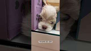 각티슈에 낑겼다구욧!! #cute #말티푸 #강아지  #강아지브이로그 #animals #푸들 #말티즈