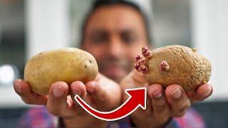 Make Your Own Seed Potatoes from Grocery Store Potatoes