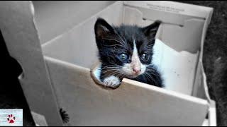 The lonely kitten in the cardboard box