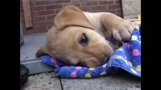 Labrador Retriever pups