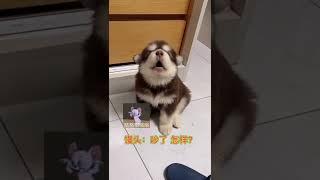 三天不打 上房揭瓦 #阿拉斯加幼犬 #動物的迷惑行為 #修狗 #家有傻狗