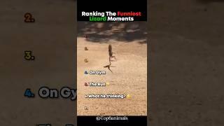 Ranking The Funniest Lizard Moments  #lizard #funny