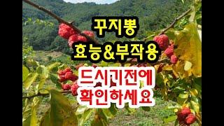 꾸지뽕 효능과 부작용 드시기전에 확인하세요~