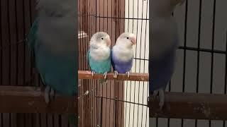 lovebirds #lovebirdsound #birds #lovebirdsfarming #lovebirds #parblueopaline#africanlovebirdbreeding