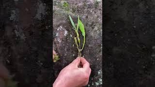 How amazing to grow orchids propagate plant fast and easy #3102