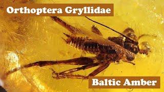 49 Milion years old Cricket in Baltic Amber - Fossil Prep