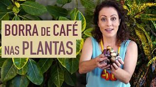 Como USAR BORRA de CAFÉ na ADUBACÃO das PLANTAS