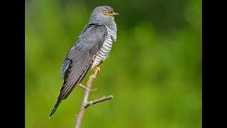 Cuckoo 1h bird sound