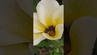 Bee in the flowers  #shorts #nature #videography #beautiful