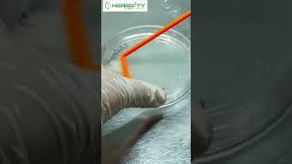 Spread plate method #microbiology  #hereditybioacademy