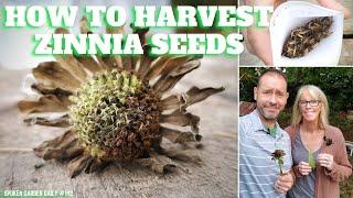  How to Harvest Zinnia Seeds - SGD 192 #zinnia #seedharvesting #seeds