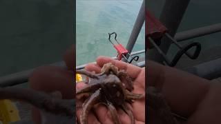 2025년6월19일 자연식좌대 주꾸미가 나온다 대일수산좌대 #fishing #생활꿀팁 #낚시 #fishingvideos #뉴스 #seafood #shorts #AI #에이아이