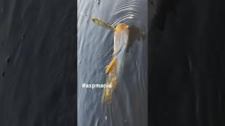 Powerful  Bite on the Topwater Nautilus  Excellent Aspius Fishing  Spring 2024 Dnipro River