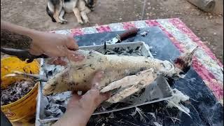 слабонервным не смотреть!! 🫣новости из деревни, как ощипать мускусную утку,