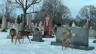 Herd of Deer at the Cemetery - DuchessDeeJordan   HD 720p