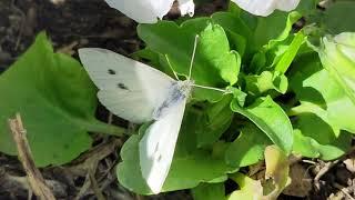 Life Cycle of Cabbage White Butterfly and How to Control Them