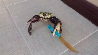 Invasion of Crabs