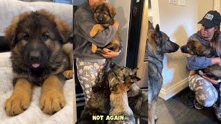 German Shepherds Meet New Puppy Brother