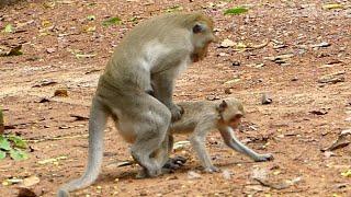 OMG. KING MONKEY TERRIBLE RAPE LITTLE GIRL MONKEY , SHE RY BY PAIFUL