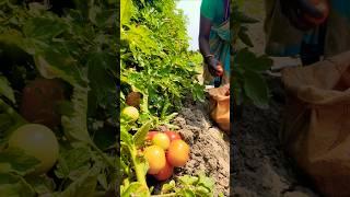 Her Hands, Your Food: A Farmer’s Morning Labor  #shorts