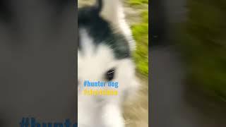 hunter dog #shortvideo #goviral #hunter #dog #amazingfacts