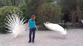 White Peacock, Isola Bella,Italy