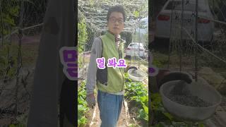 김장배추 결구시 3가지만 하세요#배추결구#배추재배 김장배추#farming #gardening #월광수변농원 #agriculture