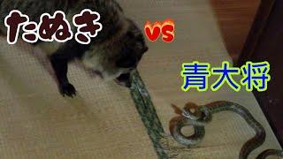 タヌキ　VS　アオダイショウ　(Tanuki VS Japanese rat snake)