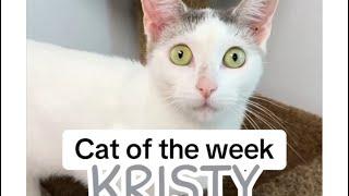 Cat of the Week ~ Kristy